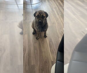 Bullmastiff Dogs for adoption in Chandler, AZ, USA