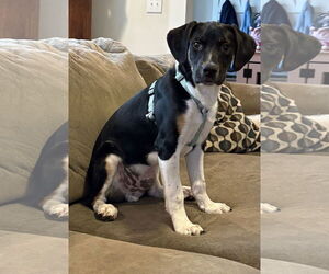 Mutt Dogs for adoption in Mount Pleasant, SC, USA