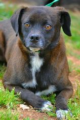 Chug Dogs for adoption in Tuscumbia, AL, USA