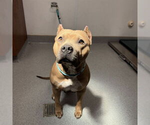 Mutt Dogs for adoption in Rancho Cucamonga, CA, USA