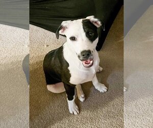 Borador Dogs for adoption in Sheboygan, WI, USA