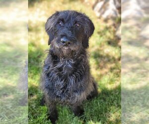 Labradoodle Dogs for adoption in Sandy, UT, USA