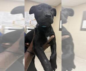 Mutt Dogs for adoption in Conroe, TX, USA