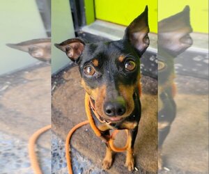 Miniature Pinscher Dogs for adoption in Redmond, WA, USA