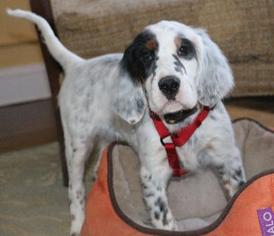 Small English Setter