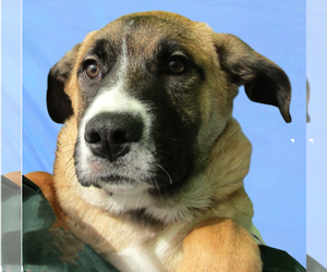 Anatolian Shepherd-Unknown Mix Dogs for adoption in Vail, AZ, USA
