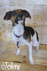 Jack Russell Terrier Dogs for adoption in Bardstown, KY, USA