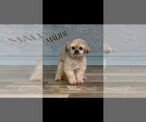 Shih Tzu Dogs for adoption in Valparaiso, IN, USA