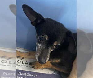 Chihuahua Dogs for adoption in San Bernardino, CA, USA
