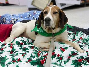 Treeing Walker Coonhound Dogs for adoption in Monterey, VA, USA