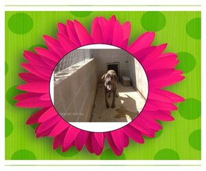 Mastiff-Plott Hound Mix Dogs for adoption in KELLYVILLE, OK, USA