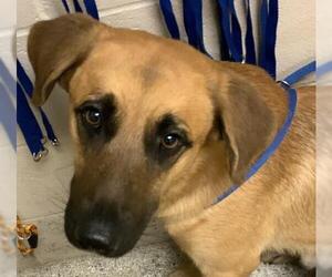 German Shepherd Dog Dogs for adoption in Conroe, TX, USA