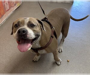 Mutt Dogs for adoption in San Bernardino, CA, USA