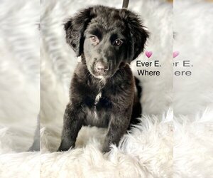 Labrador Retriever-Spaniel Mix Dogs for adoption in Newark, DE, USA