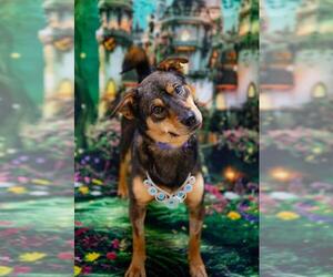 Australian Shepherd-Unknown Mix Dogs for adoption in Plover, WI, USA