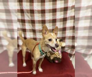 Chihuahua-Unknown Mix Dogs for adoption in Modesto, CA, USA