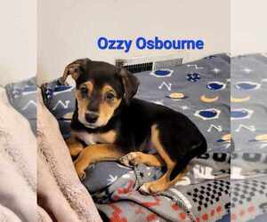 Golden Retriever-Unknown Mix Dogs for adoption in Des Moines, IA, USA