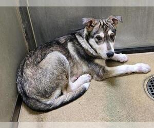 Siberian Husky Dogs for adoption in Sacramento, CA, USA