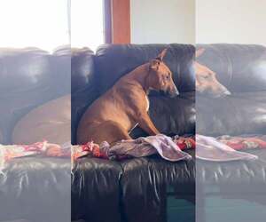 Bull Terrier-Unknown Mix Dogs for adoption in Waterloo, IA, USA