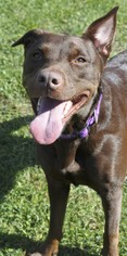 American Pit Bull Terrier-Labrador Retriever Mix Dogs for adoption in Potsdam, NY, USA