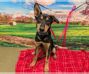 German Shepherd Dog-Unknown Mix Dogs for adoption in Moreno Valley, CA, USA