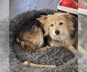 Mutt Dogs for adoption in Doylestown, PA, USA