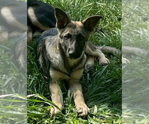 German Shepherd Dog Dogs for adoption in Newfoundland, PA, USA