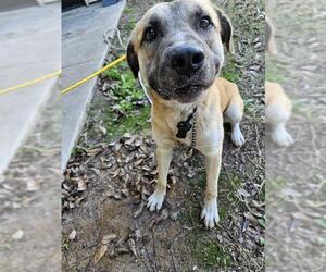 Anatolian Shepherd-Unknown Mix Dogs for adoption in Temple, TX, USA