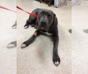 Mutt Dogs for adoption in Riverside, CA, USA