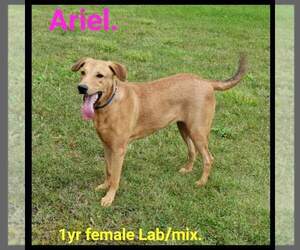 Labrador Retriever-Unknown Mix Dogs for adoption in Tomah, WI, USA