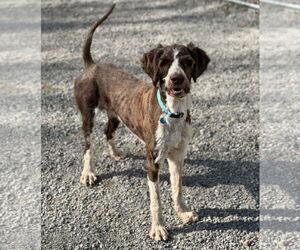 Brittany-German Wirehaired Pointer Mix Dogs for adoption in Rockaway, NJ, USA