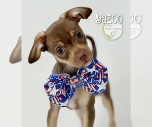 Chug Dogs for adoption in Benton, LA, USA