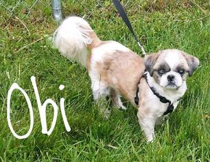 Shih Tzu Dogs for adoption in Kendallville, IN, USA