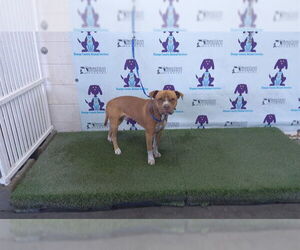 American Pit Bull Terrier-Unknown Mix Dogs for adoption in Orlando, FL, USA