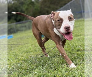 American Pit Bull Terrier-Unknown Mix Dogs for adoption in Virginia Beach, VA, USA