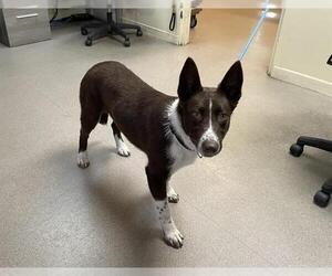 Mutt Dogs for adoption in Pasadena, CA, USA