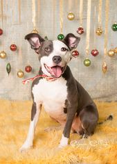 American Pit Bull Terrier-Unknown Mix Dogs for adoption in Birmingham, AL, USA