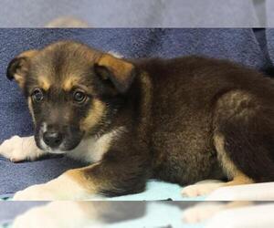 Mutt Dogs for adoption in Thief River Falls, MN, USA
