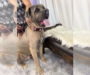 Medium Photo #5 Mutt Puppy For Sale in Goodyear, AZ, USA