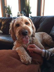 Golden Retriever Dogs for adoption in Blaine, MN, USA