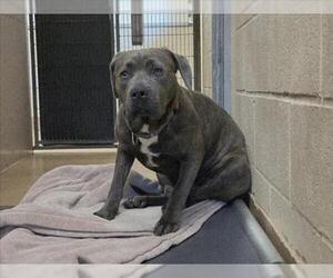 Mutt Dogs for adoption in Martinez, CA, USA