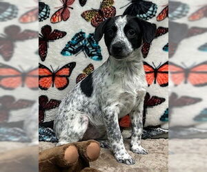 Australian Shepherd-Unknown Mix Dogs for adoption in Wetumpka, AL, USA