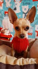 Medium Photo #1 Chihuahua Puppy For Sale in Colorado Springs , CO, USA