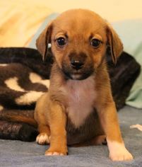 Chiweenie Dogs for adoption in Bandera, TX, USA