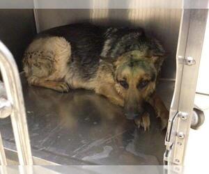 German Shepherd Dog Dogs for adoption in Riverside, CA, USA