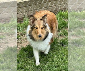 Mutt Dogs for adoption in Wamego, KS, USA