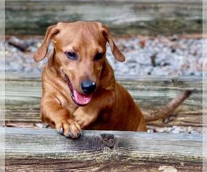 Doxle Dogs for adoption in Cranston, RI, USA