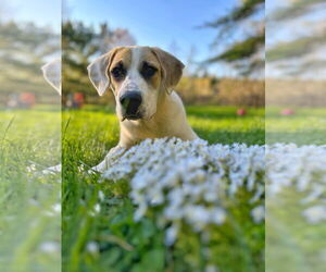 Great Pyrenees-Unknown Mix Dogs for adoption in Croydon, NH, USA