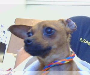 Chihuahua Dogs for adoption in Sacramento, CA, USA