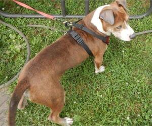 American Pit Bull Terrier-English Foxhound Mix Dogs for adoption in Grovertown, IN, USA